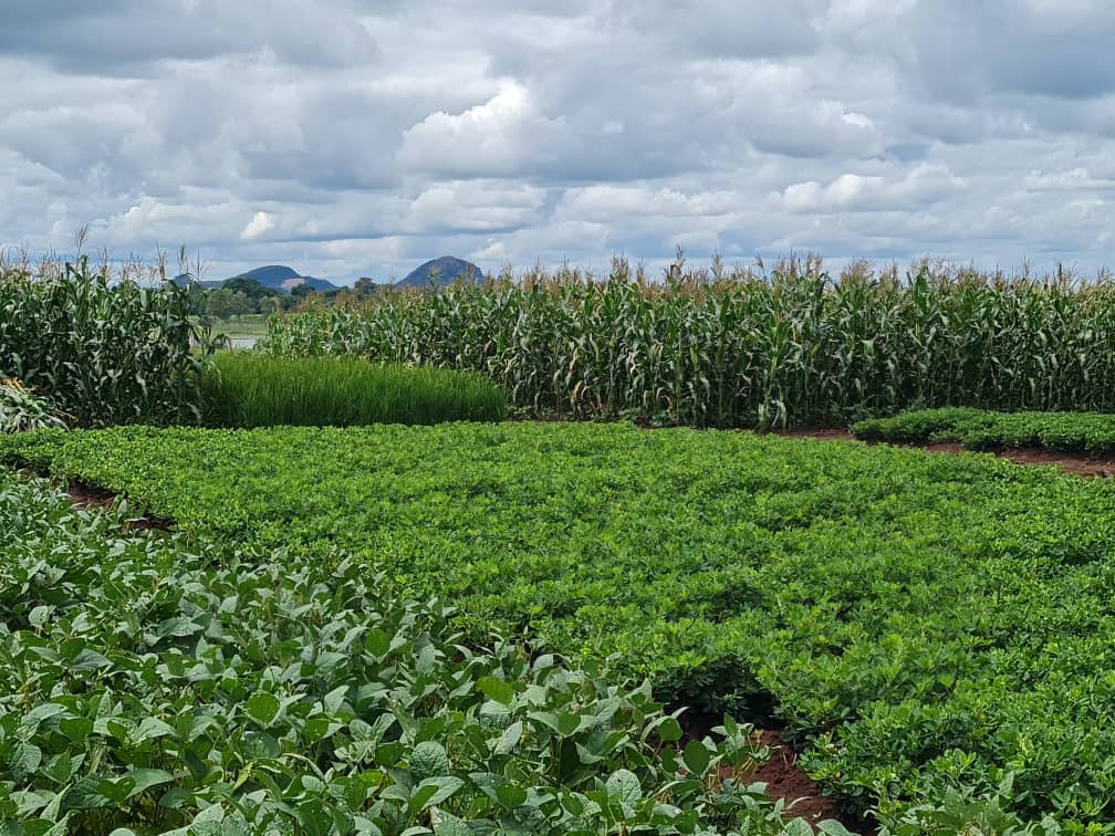 Fields of ground nut and corn in Malawi