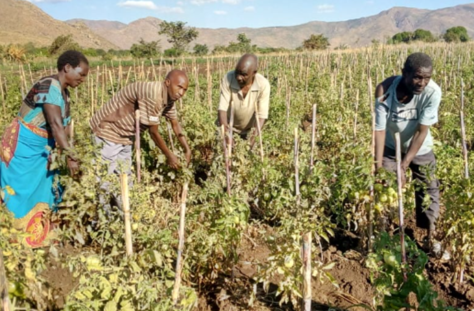 Group of farmers in Malawi